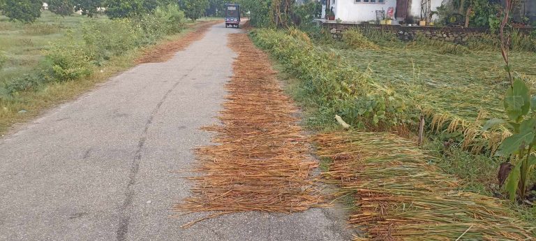 बेमौसमी पानीले किसान मारमा