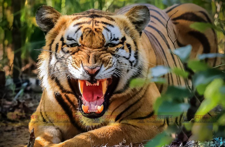 बाघको आक्रमण बाट एक जनाको मृत्यु