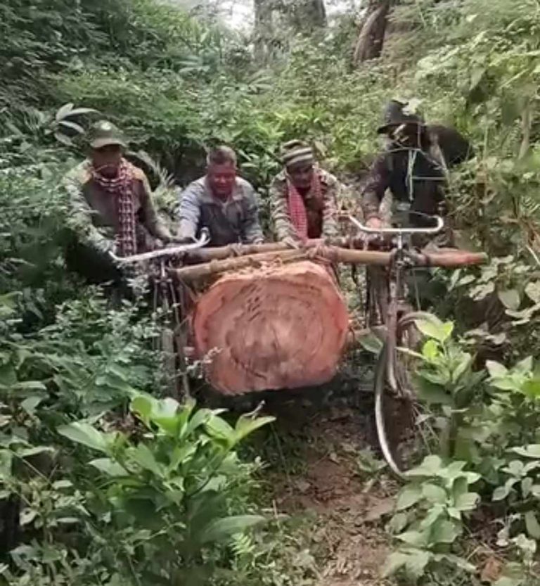 वन कर्मचारीकै मिलेमतोमा गैडाटारबाट दैनिक काठ तस्करी