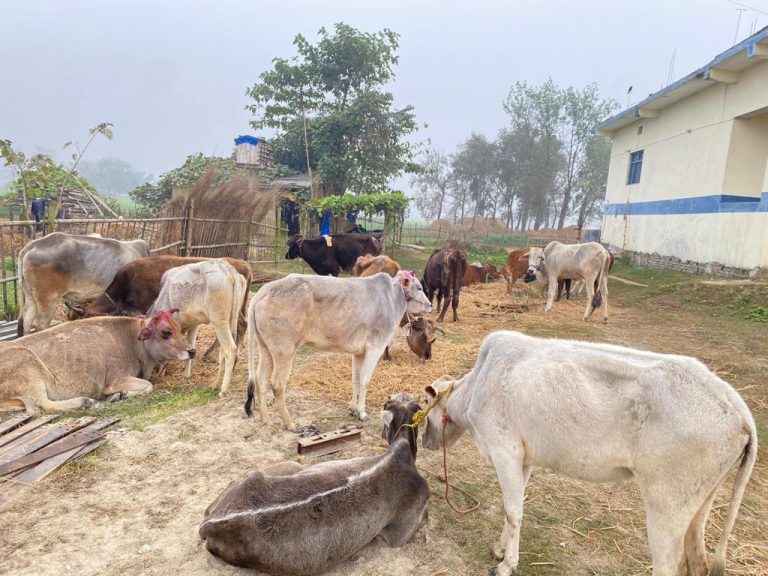 सेटिङमै रौतहटबाट गाई,गोरु सिमा पार गराइदै