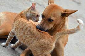 बृद्दले गरिन कुकुर र बिरालालाई सबै सम्पति दान