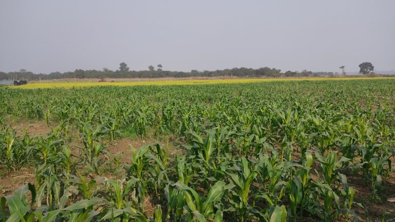 बागमती नदीको बगर धमाधम बिक्रि, चुपचाप वन कार्यालय