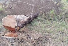 रौतहटको वनमा खुलेआम खयर तस्करी, चुनावी व्यस्ततामा वन कार्यालय मौन दर्शक