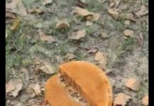 शिवशक्ति सामुदायिक वनको सयौं रुख सफाया