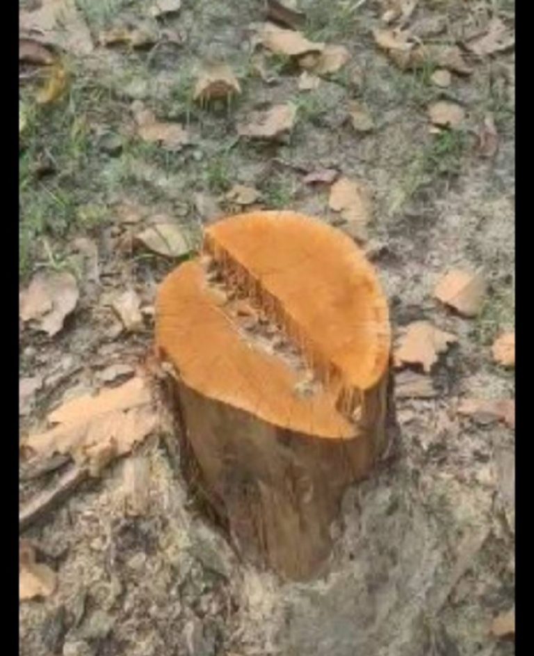 शिवशक्ति सामुदायिक वनको सयौं रुख सफाया