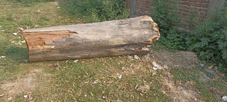 शोनेलालले काटे बडेमानको सखुवाको रुख