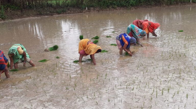 मधेश प्रदेशमा करिब ८ प्रतिशात धान रोपाइँ सम्पन्न
