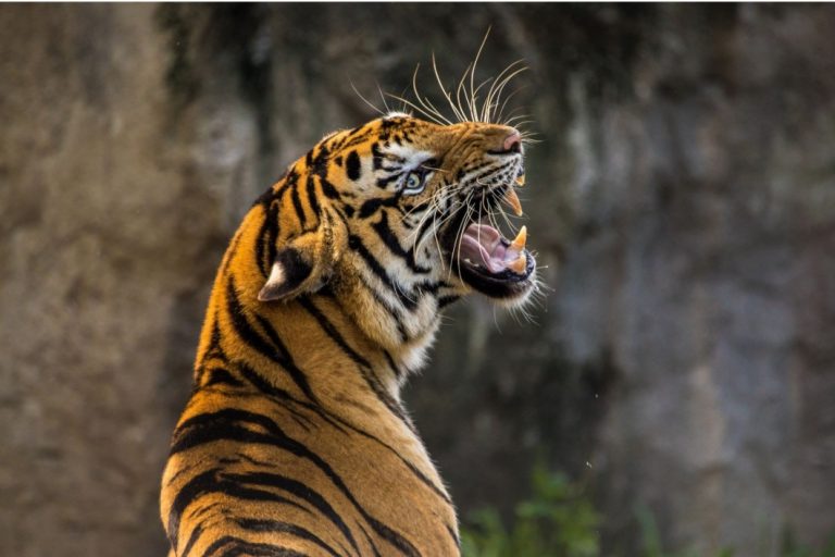 चन्द्रपुरको गाउँमा छिर्न थाल्यो बाघ