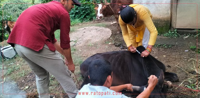 धनुषामा ‘लम्पी स्किन’ रोग विरुद्ध धमाधम पशुलाई खोप