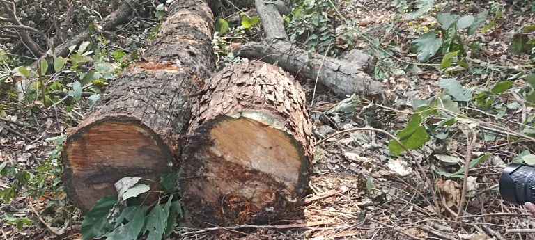 तराई एक्सप्रेसको समाचार प्रभाव,समाचार सार्वजनिक भएको तीनदिन पछि वनको टोली पुग्यो काचा खयर काटिएको स्थानमा