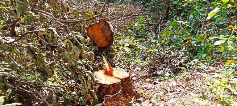 चुरे क्षेत्रमा काँचा खयरका रुख च्वाटच्वाट