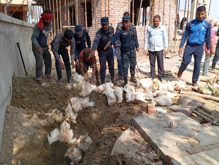 भारतीय कुखुरा नेपाल भित्रदा नेपाली किसान मारमा
