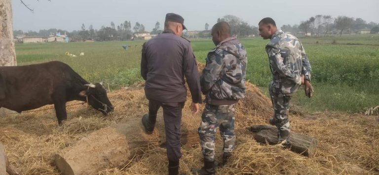 सोनेलाल यादवको गोठमा गोरखधन्दा