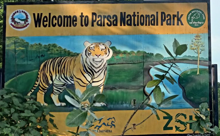 पथलैया–अम्लेखगञ्ज सडकमा बाघको आक्रमण बढ्यो