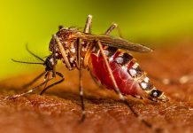 गीत बजाएर लामखुट्टे मार्दै !