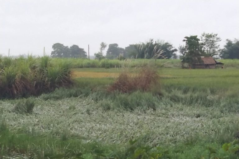 लगातारको वर्षाले रौतहटका किसान मारमा