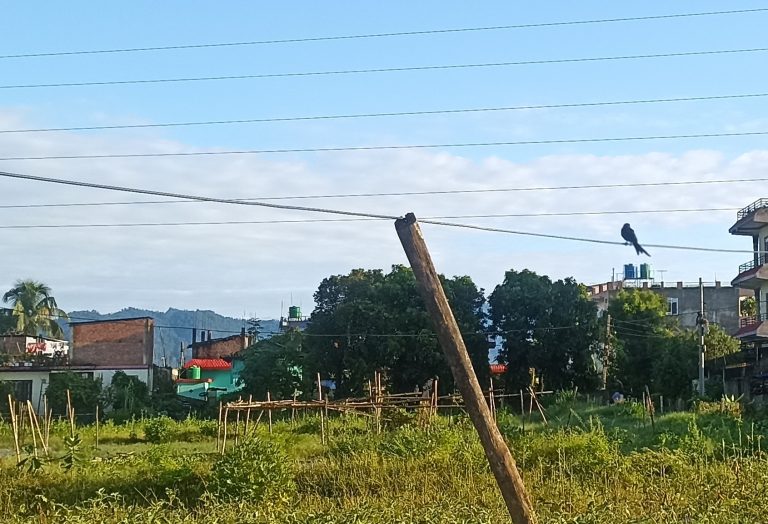 तीन दिनको वर्षापछि आज घाम