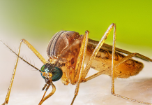 जापानिज इन्सेफलाइटिसबाट ३२ जनाको मृत्यु