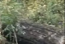 रौतहटमा सामुदायिक वनकै अध्यक्षबाट दिनदहाडै काठ चोरी प्रयास, स्थानीयको विरोधपछि योजना फेल