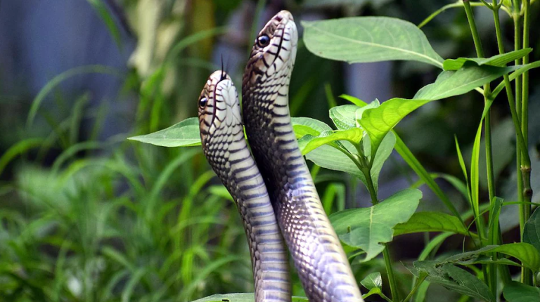 जनमुक्ति चोकमा सर्प महोत्सव हुने