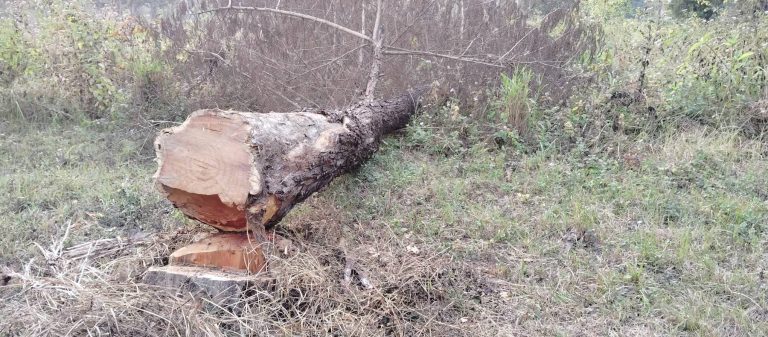 रौतहटको वनमा खुलेआम खयर तस्करी, चुनावी व्यस्ततामा वन कार्यालय मौन दर्शक