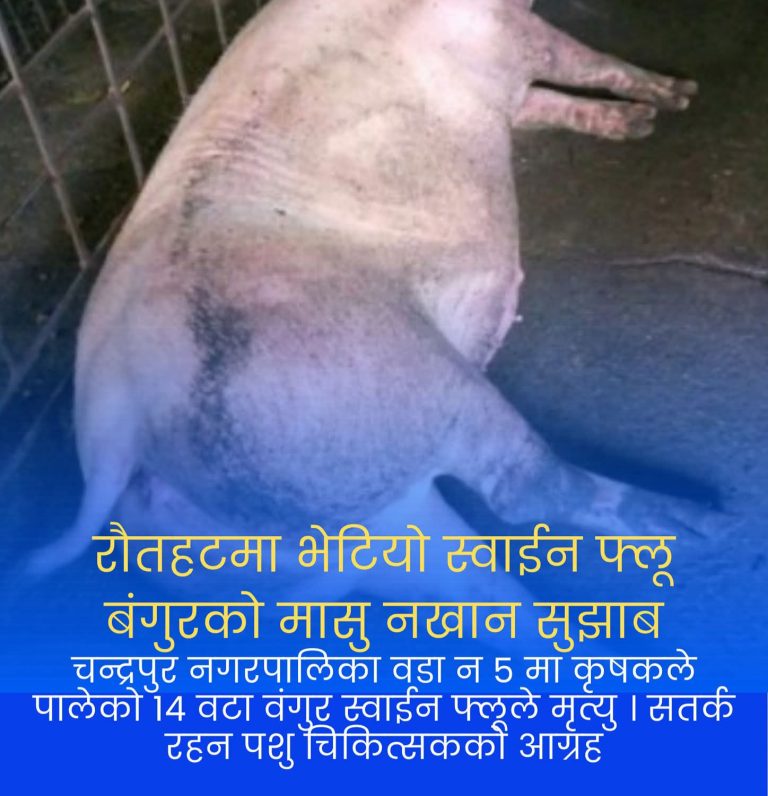 बङ्गुरमा रहस्यमय रोग फैलियो, चन्द्रपुरका किसान चिन्तित