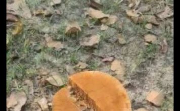 शिवशक्ति सामुदायिक वनको सयौं रुख सफाया