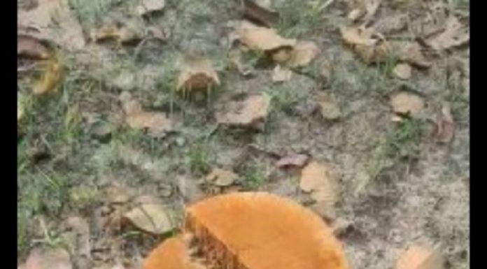 शिवशक्ति सामुदायिक वनको सयौं रुख सफाया